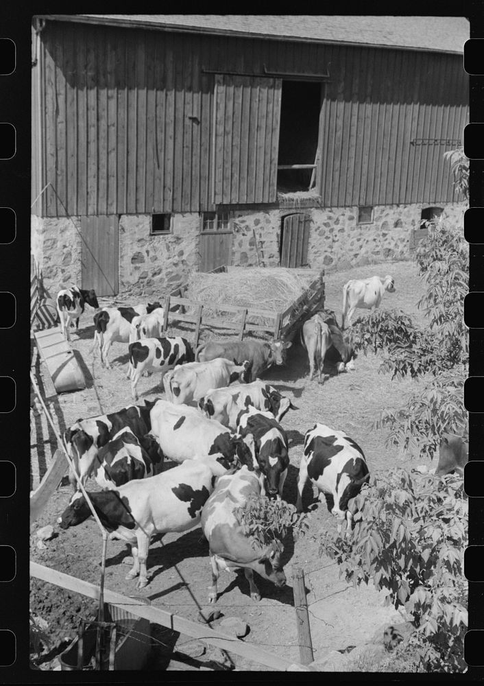 Barnyard, Dodge County, Wisconsin. Sourced from the Library of Congress.