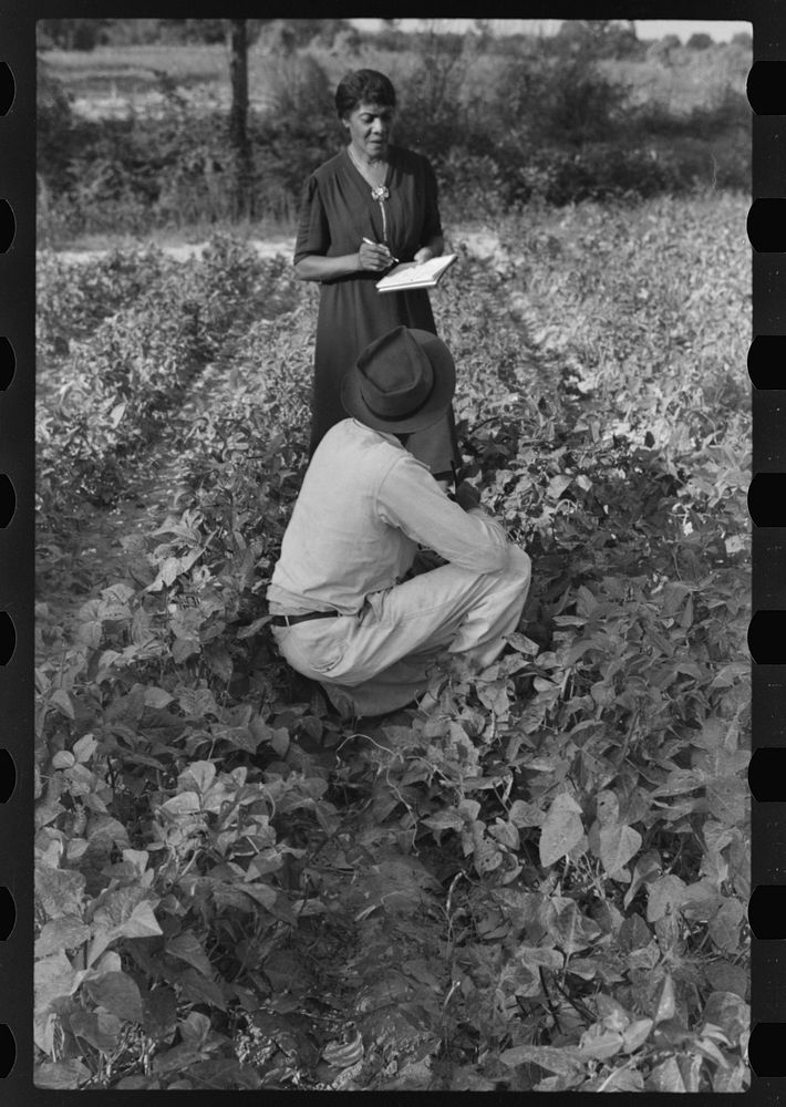 Home supervisor writing out check for FSA (Farm Security Administration) borrower. Saint Mary's County, Maryland. Sourced…