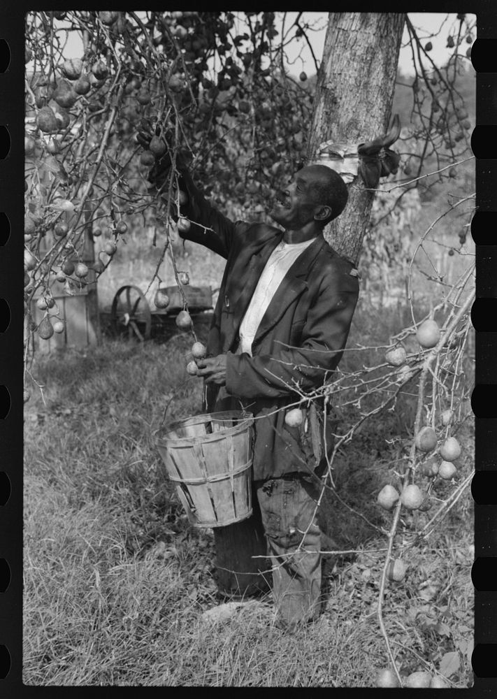 [Untitled photo, possibly related to: FSA (Farm Security Administration) borrower picking pears. Saint Mary's County…