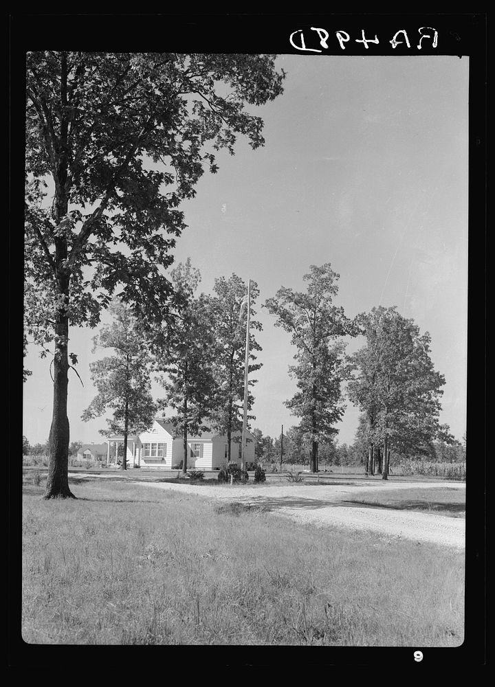 View. Tupelo Homesteads. Tupelo, Mississippi. Sourced from the Library of Congress.