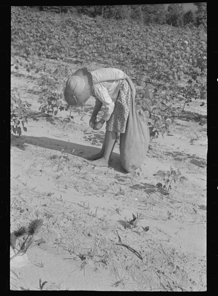 [Untitled photo, possibly related to: Lucille Burroughs picking cotton, Hale County, Alabama]. Sourced from the Library of…