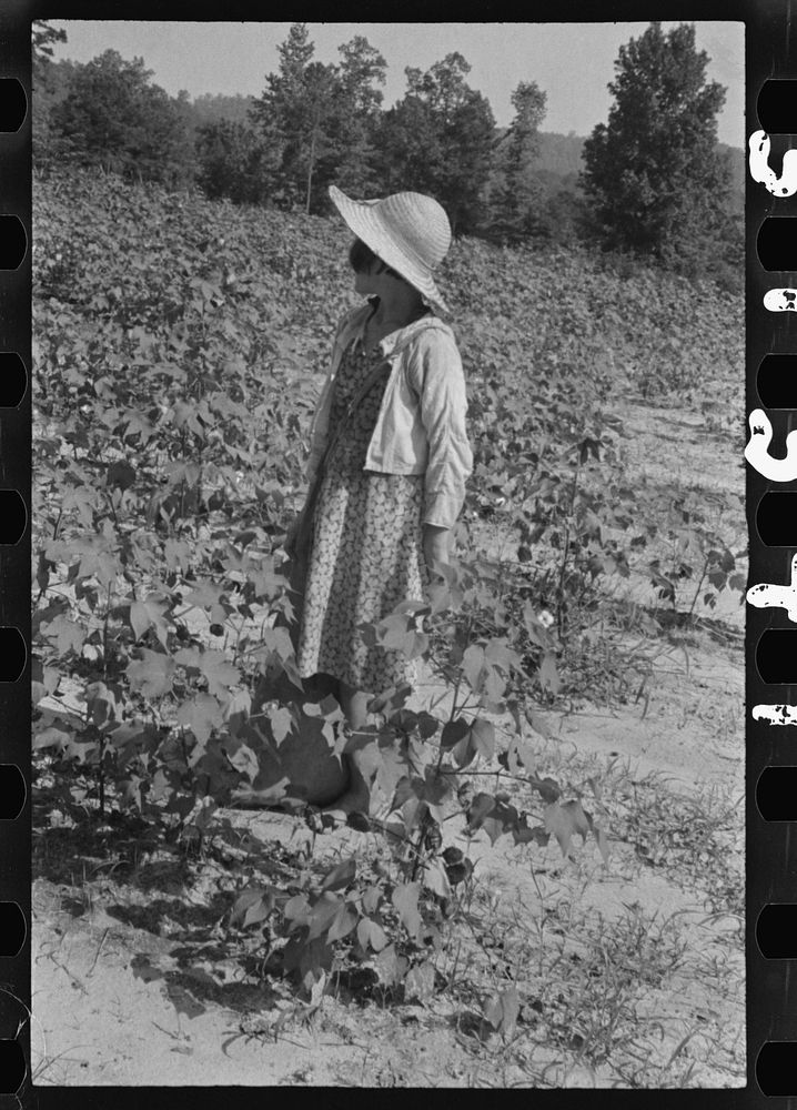 Lucille Burroughs in the cotton fields, Hale County, Alabama. Sourced from the Library of Congress.