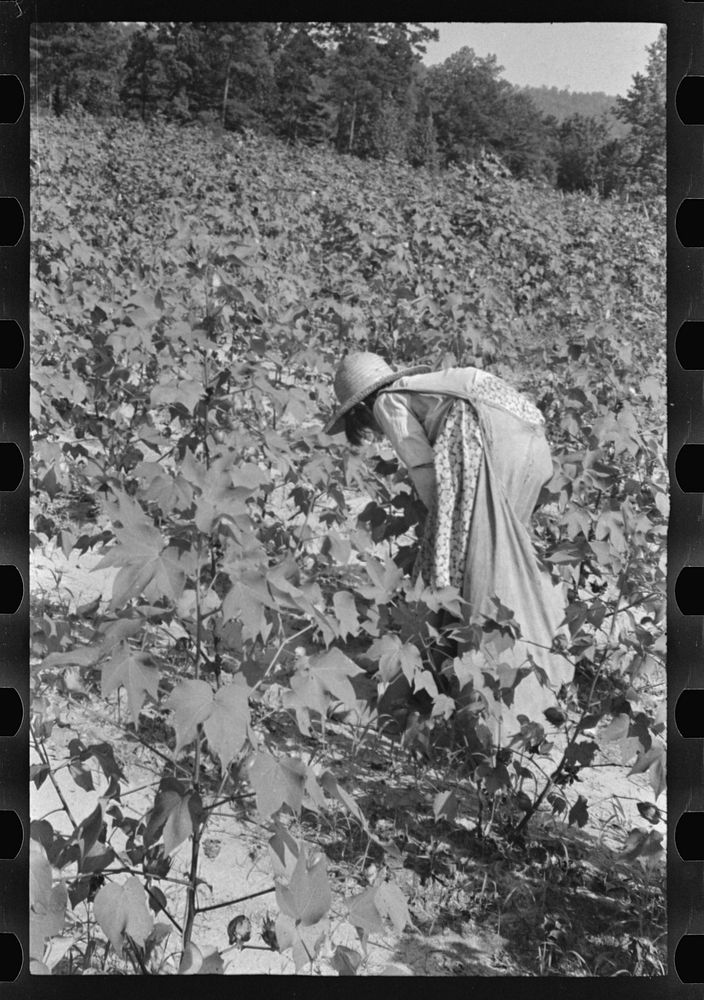 Lucille Burroughs picking cotton, Hale County, Alabama. Sourced from the Library of Congress.