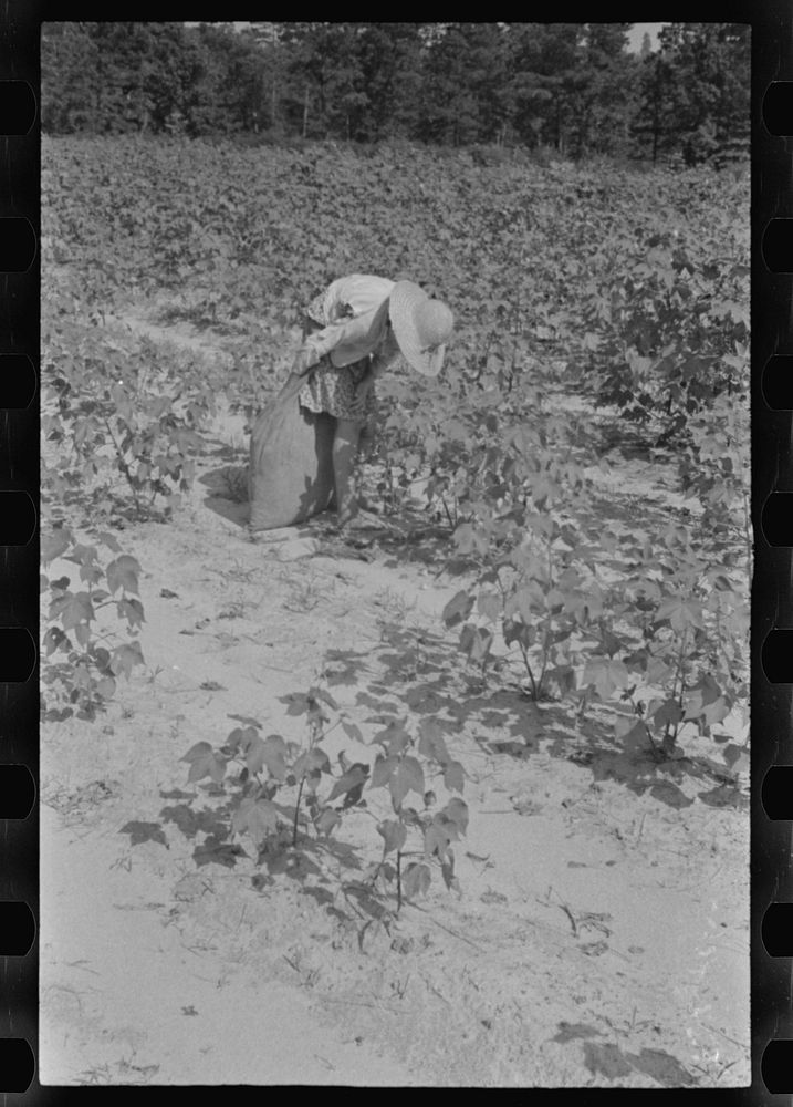 [Untitled photo, possibly related to: Lucille Burroughs picking cotton, Hale County, Alabama]. Sourced from the Library of…