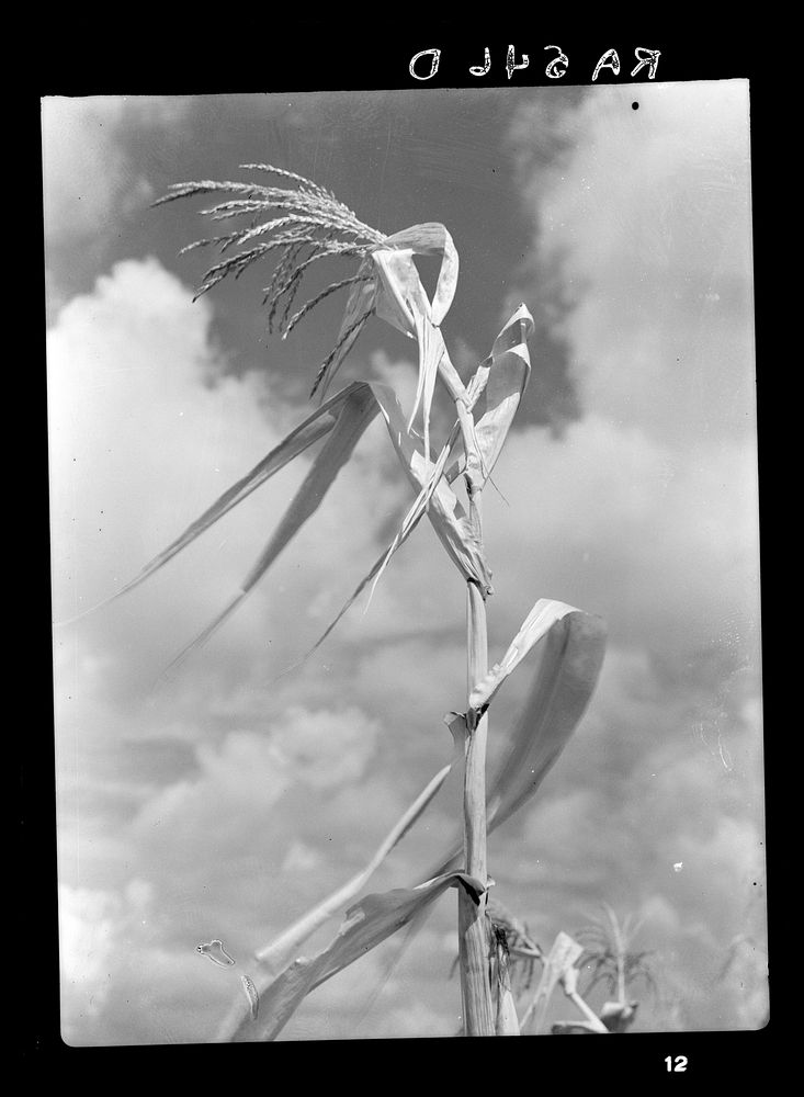 Corn suffering from drought. Arkansas. Sourced from the Library of Congress.