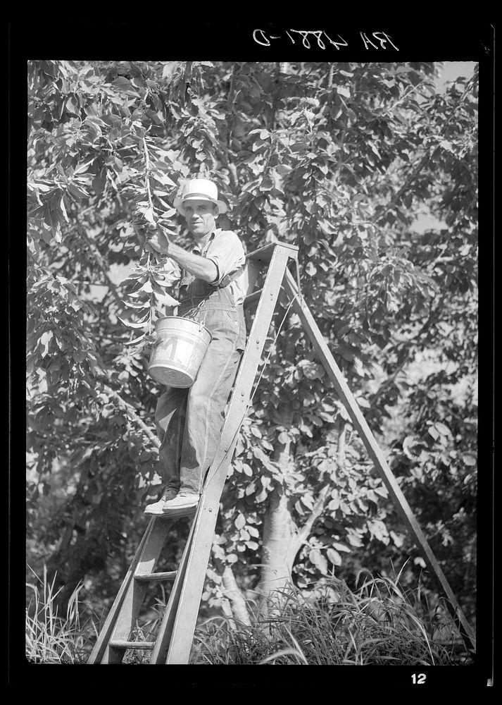 Picking cherries. Yakima, Washington. Sourced from the Library of Congress.