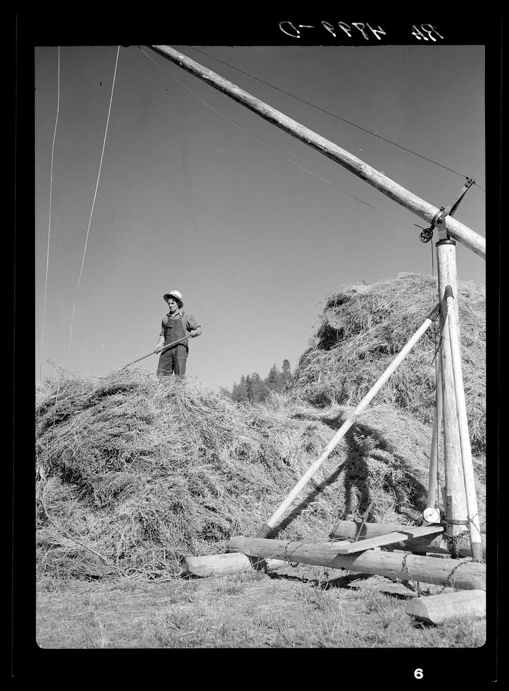 Stacking alfalfa hay. Goldendale, Washington. Sourced from the Library of Congress.