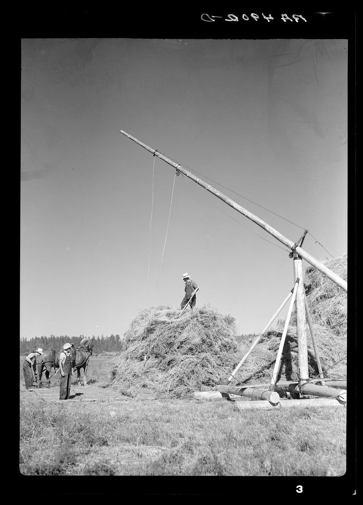 Operating a hay derrick near Goldendale, Washington. Sourced from the Library of Congress.