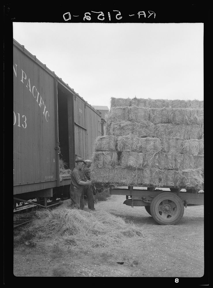 Unloading hay. Dickinson, North Dakota. Sourced from the Library of Congress.