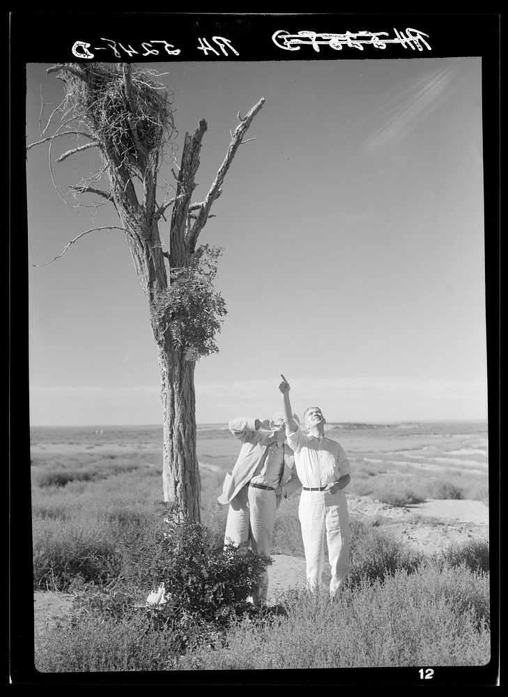 Dr. Tugwell and Chairman Cooke of the drought committee look at a nest of barbed wire in Texas dust bowl. President's…