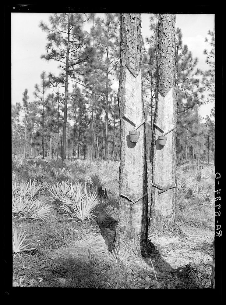 Turpentine trees on Resettlement Administration land use project. Southeastern Georgia. Sourced from the Library of Congress.