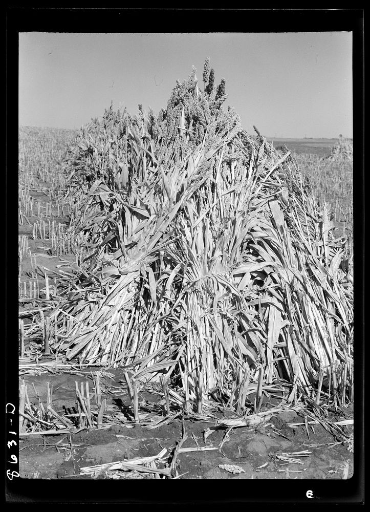 Sorghum cane to be used as feed. Lancaster County, Nebraska. Sourced from the Library of Congress.