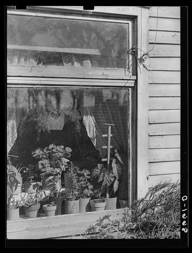 Plants in window of Nebraska farmhouse. Sourced from the Library of Congress.