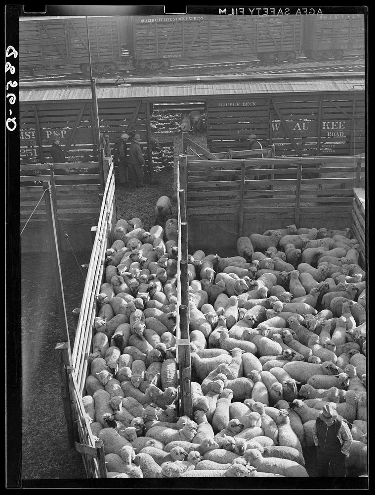 Unloading sheep at the stockyards. South Omaha, Nebraska. Sourced from the Library of Congress.