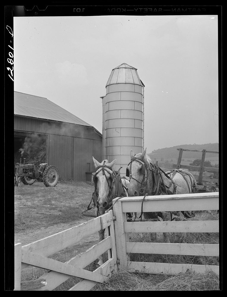 Farm horses and silo near Pine Grove Mills, Pennsylvania. Sourced from the Library of Congress.