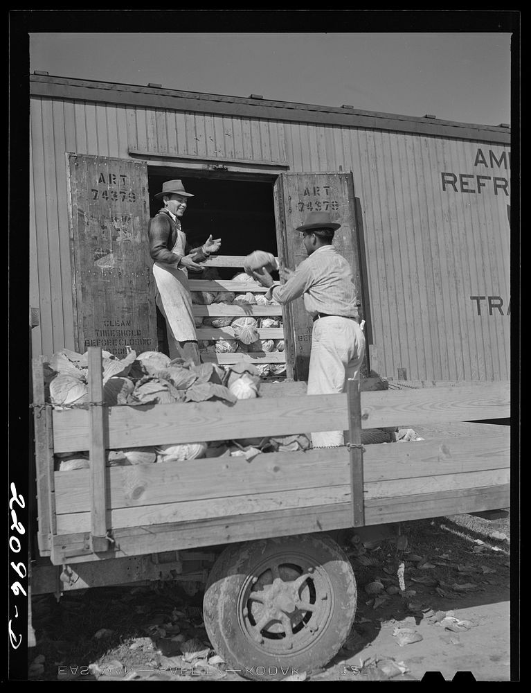 Donna, Texas (vicinity). Loading cabbage. Sourced from the Library of Congress.