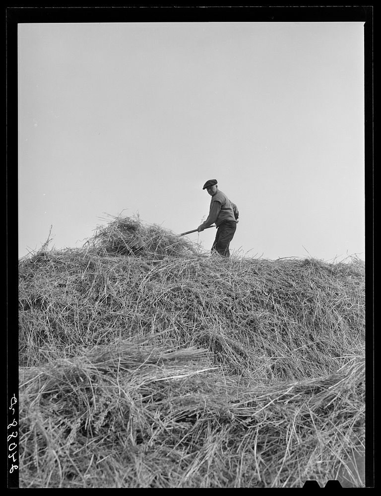 Loading hay to be fed to cattle. Dangberg Ranch, Douglas County, Nevada. Sourced from the Library of Congress.