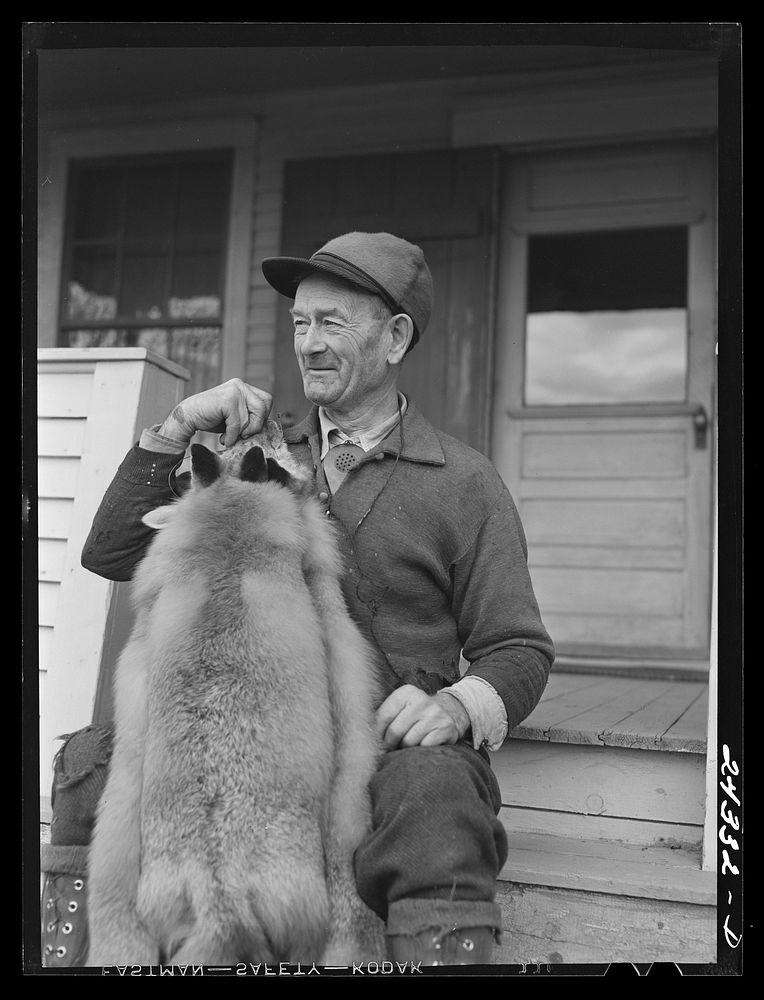Perley Mosley with three pelts from foxes he trapped at Eden Mills, Vermont. Sourced from the Library of Congress.