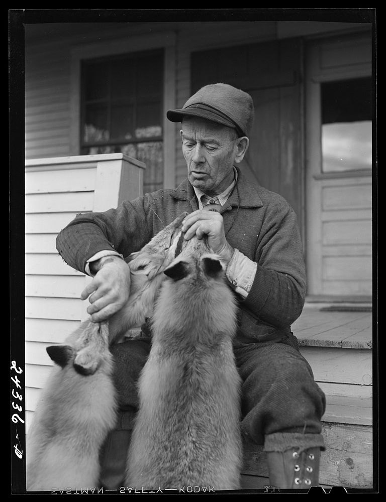 [Untitled photo, possibly related to: Perley Mosley with three pelts from foxes he trapped. Eden Mills, Vermont]. Sourced…