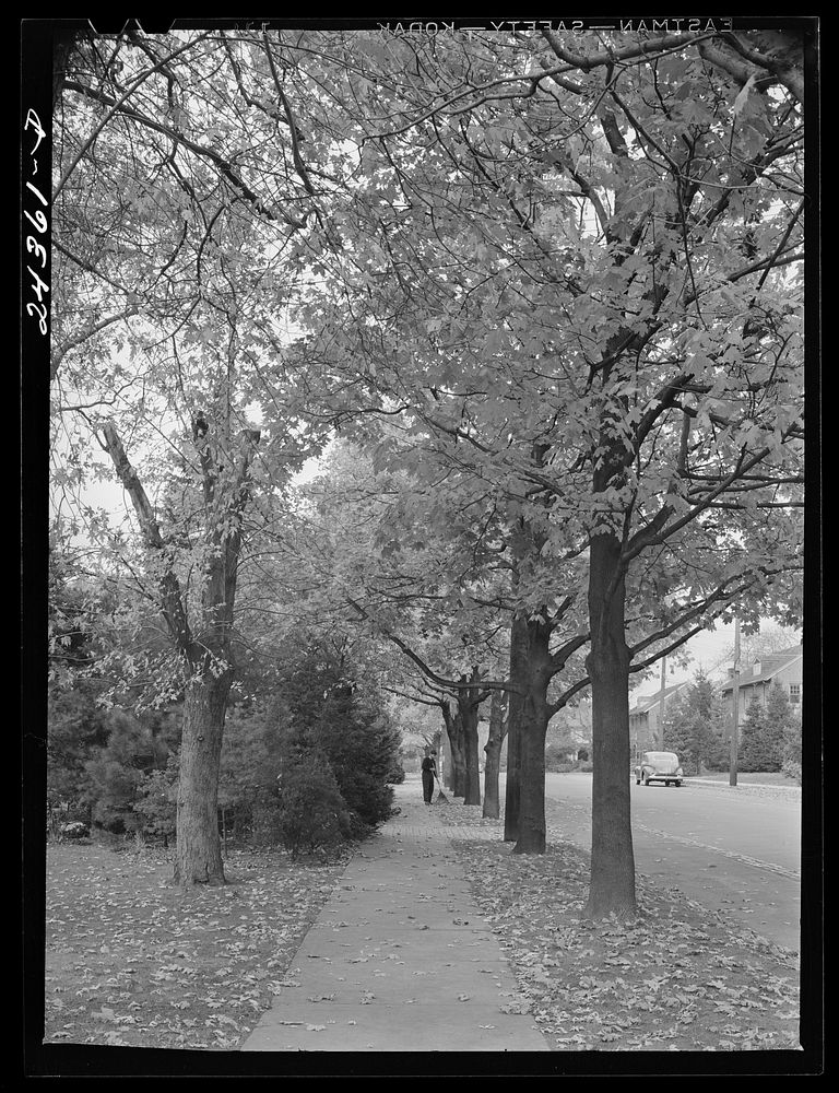 Sweeping leaves. New York City suburbs. Sourced from the Library of Congress.
