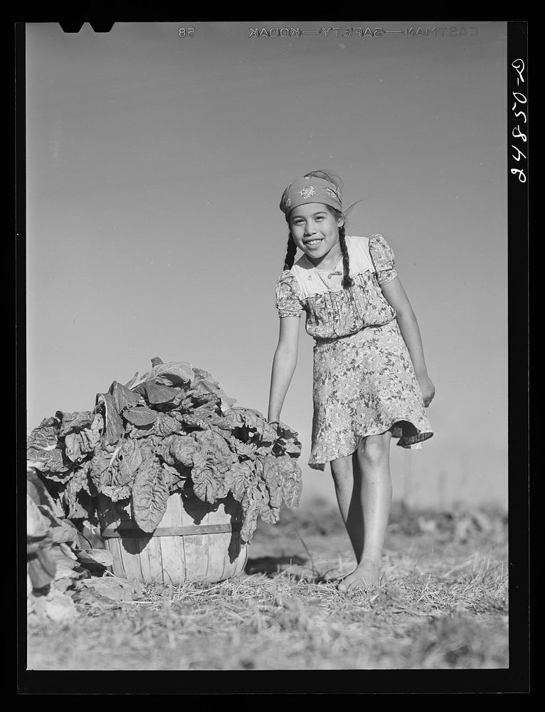 Harvesting spinach from community garden. Robstown FSA (Farm Security Administration) camp, Texas. Sourced from the Library…