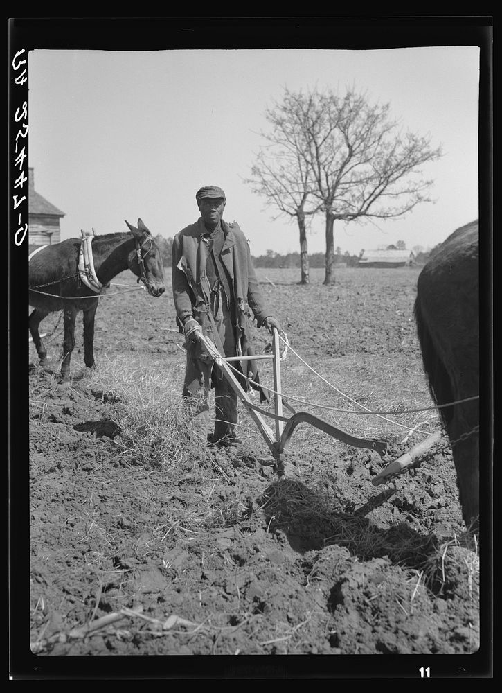 Sharecropper plowing. Montgomery County, Alabama. Sourced from the Library of Congress.