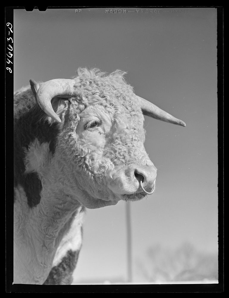 College Station, Texas. Texas Agricultural and Mechanical College. Bull. Sourced from the Library of Congress.