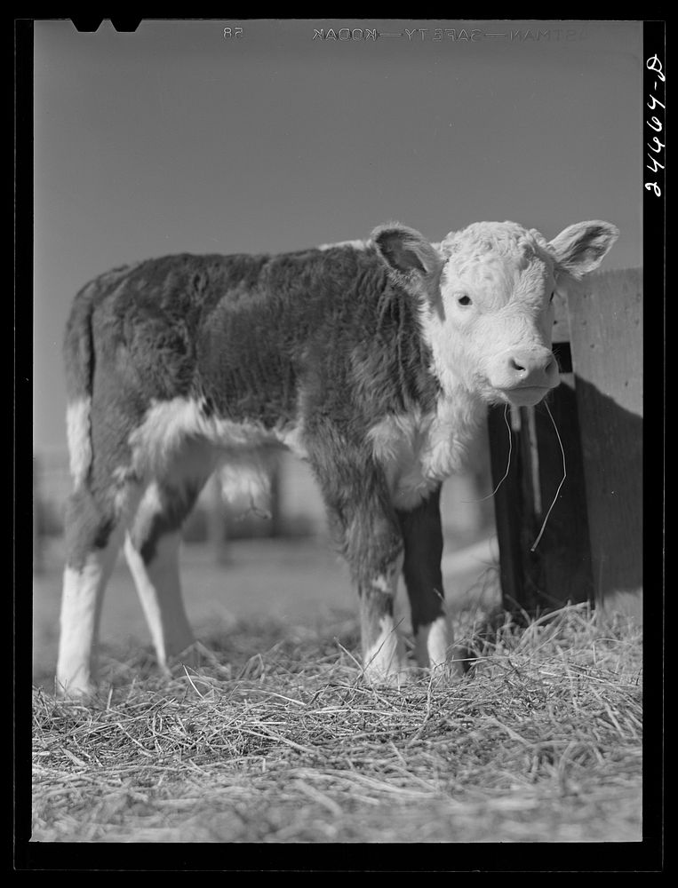 College Station, Texas. Texas Agricultural and Mechanical college. Calf. Sourced from the Library of Congress.