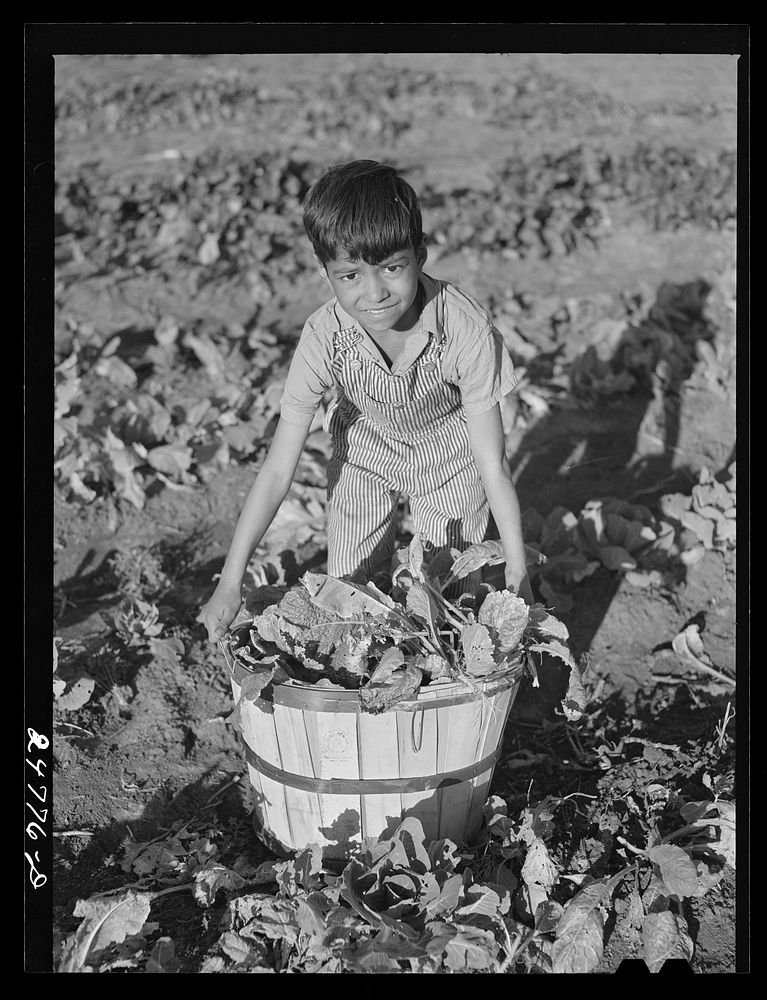 Harvesting spinach in community garden. FSA (Farm Security Administration) camp, Robstown, Texas. Sourced from the Library…