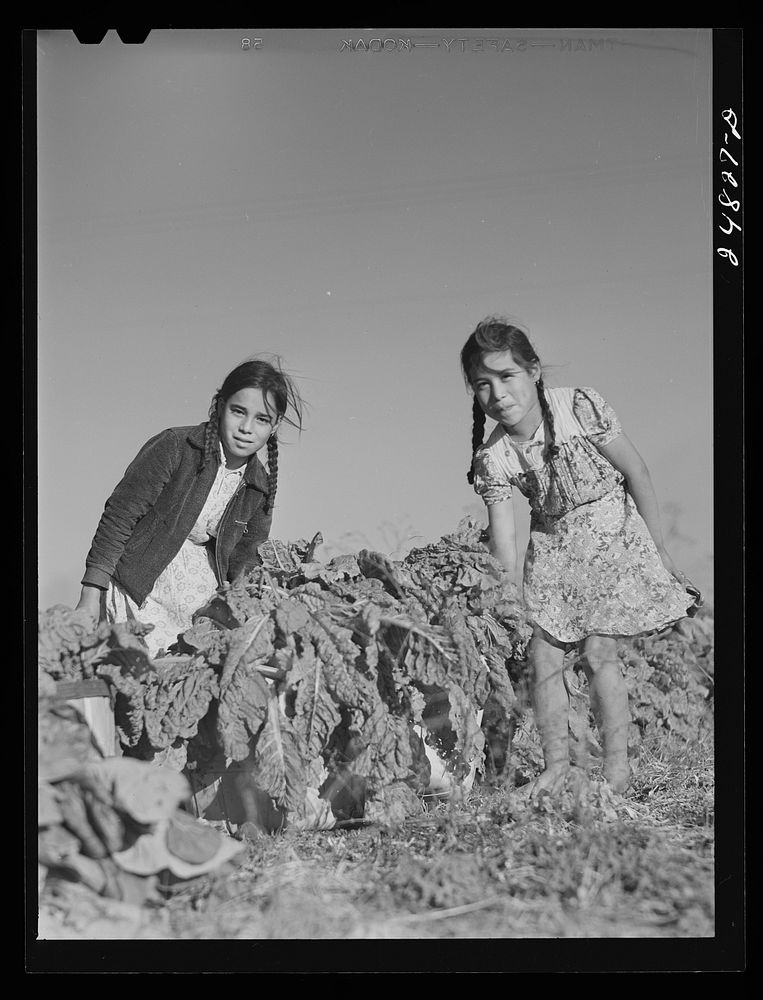 Girl spinach pickers. Large farm near Robstown, Texas. Sourced from the Library of Congress.
