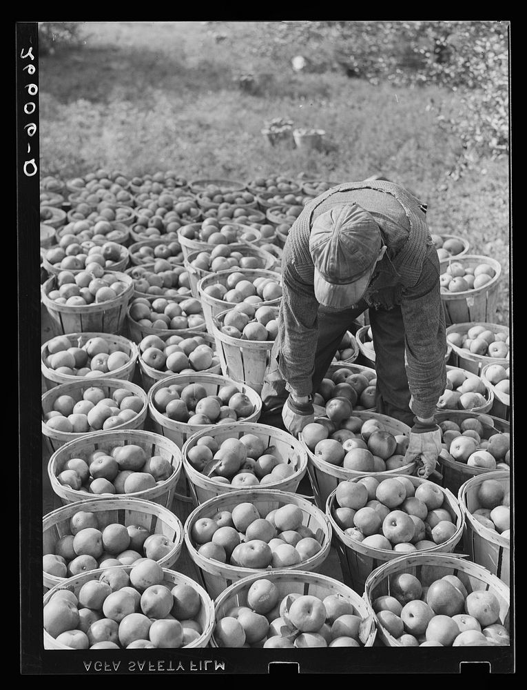 Fruit picker with truckload of apples. Camden County, New Jersey. Sourced from the Library of Congress.