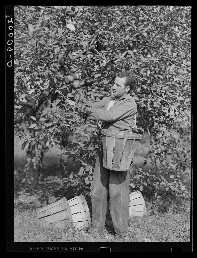 Picking apples. Some of these men are migratory workers. Others come from Philadelphia and Trenton. Camden County, New…