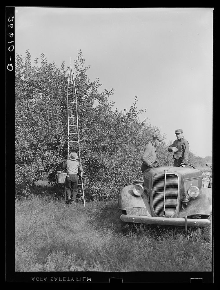 [Untitled photo, possibly related to: Loading apples on truck in orchard. Camden County, New Jersey]. Sourced from the…