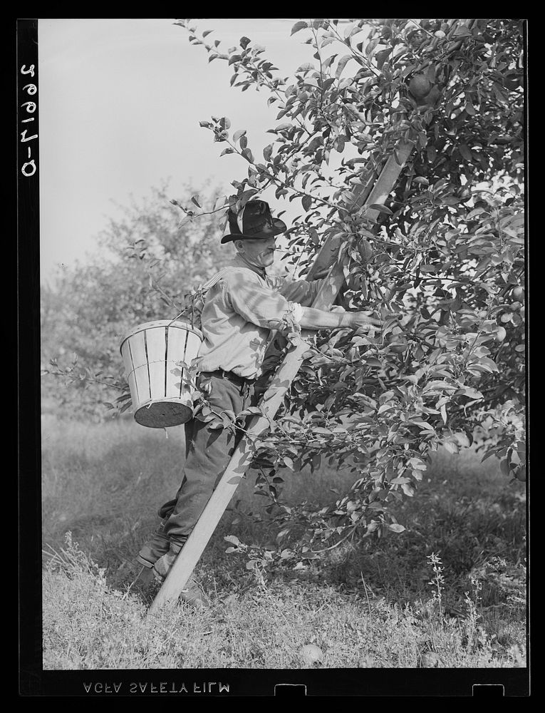 Picking apples. Camden County, New Jersey. Sourced from the Library of Congress.