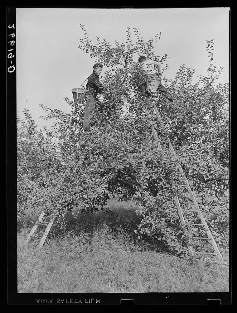 Picking apples. Camden County, New Jersey. Sourced from the Library of Congress.