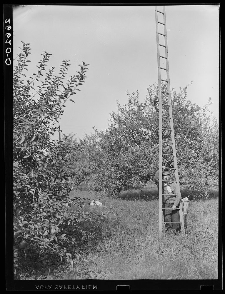 Apple picker in orchard. Camden County, New Jersey. Sourced from the Library of Congress.