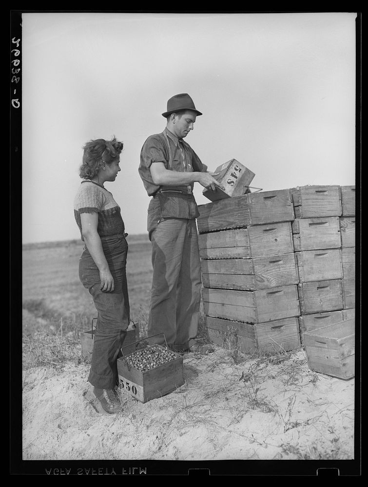 Cranberry picker at checking station. Burlington County, New Jersey. Sourced from the Library of Congress.