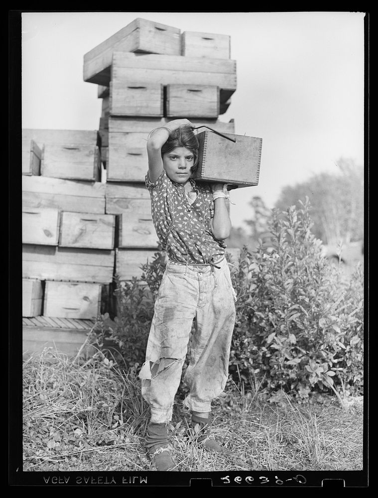 Girl picker at cranberry bog. Three-fourths of the cranberry pickers are children. Burlington County, New Jersey. Sourced…