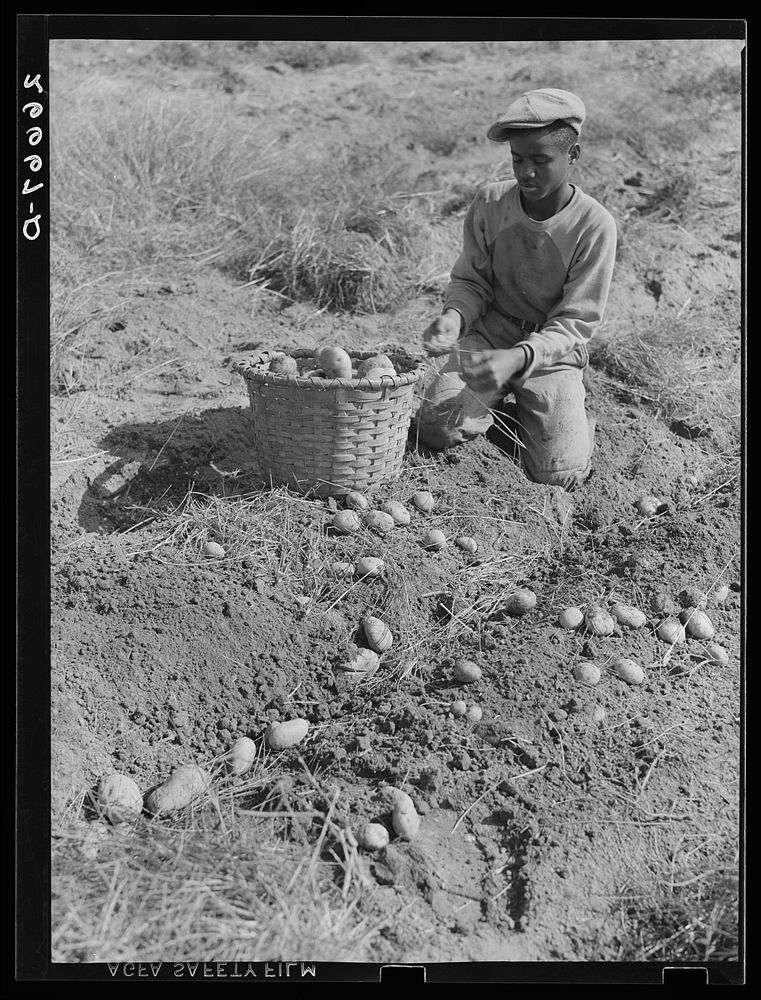 Potato picker. Monmouth County, New Jersey. Sourced from the Library of Congress.
