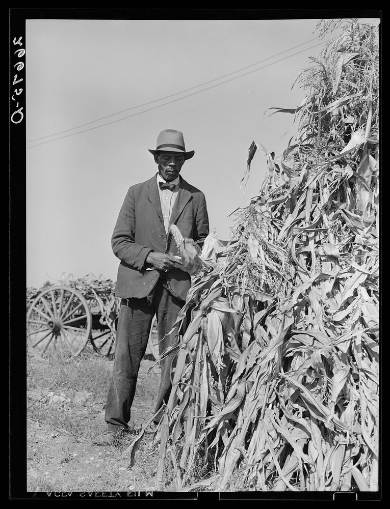 Farm laborer who has seasonal employment on corporation farms housing corn grown on vacant lot. "Eighty Acres," Glassboro…