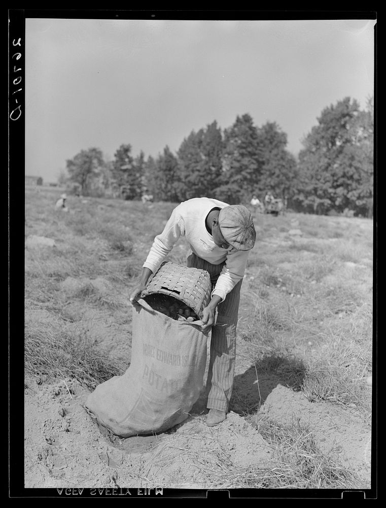 Migratory workers from southern states pick potatoes at six cents a bag. Monmouth County, New Jersey. Sourced from the…