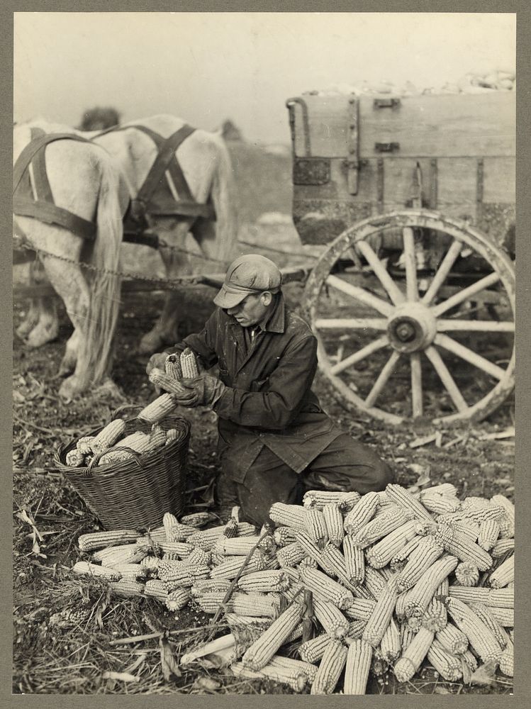 Loading husked corn. Washington County, Maryland. Sourced from the Library of Congress.