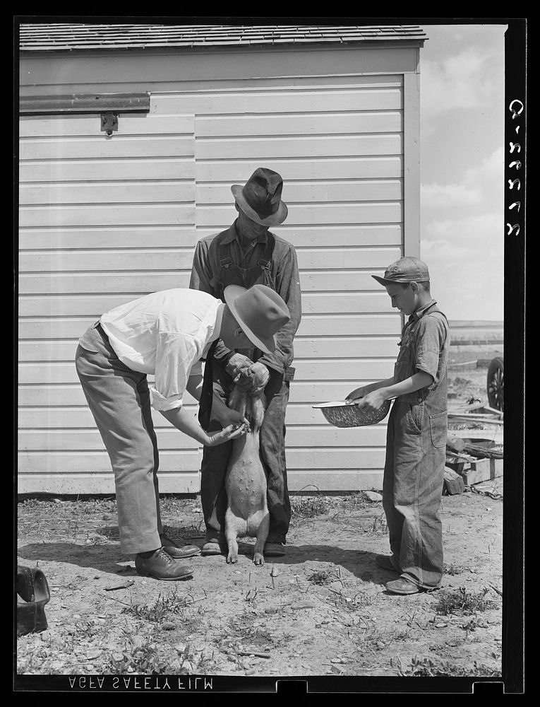 [Untitled photo, possibly related to: Veterinary hired by farmers' cooperative inoculating pig. Fairfield Bench Farms…