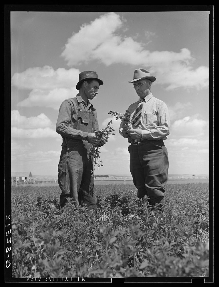 Farmer and project manager looking over field of alfalfa. Fairfield Bench Farms, Montana. Sourced from the Library of…