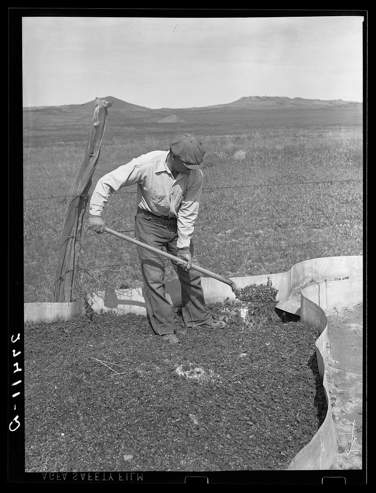 Rancher cleaning a cricket trap. Big Horn County, Montana. Sourced from the Library of Congress.