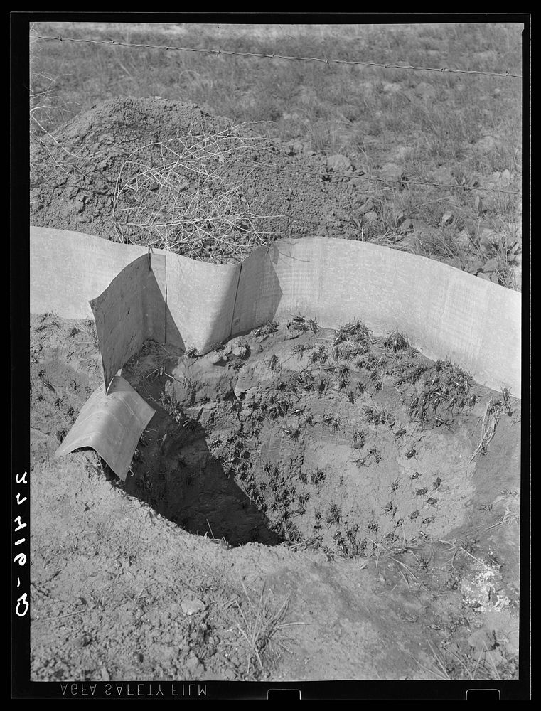 Trap for Mormon crickets. Big Horn County, Montana. Sourced from the Library of Congress.