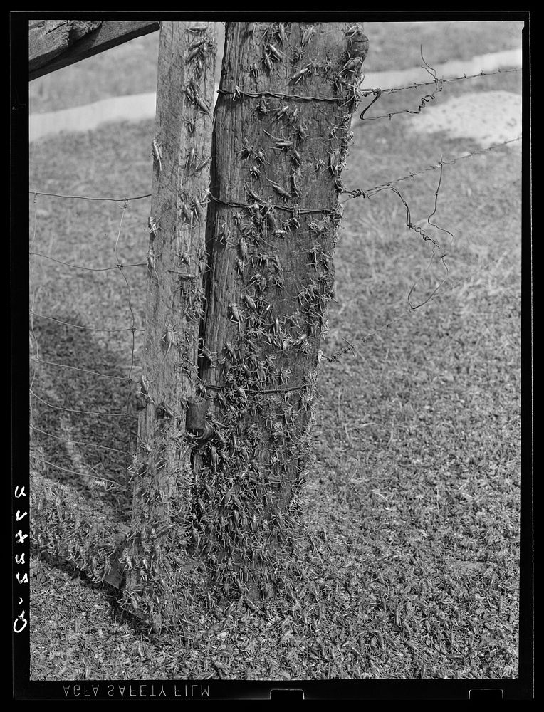 Mormon crickets on gate post. Big Horn County, Montana. Sourced from the Library of Congress.