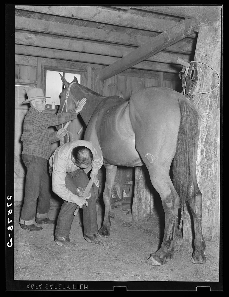 Shoeing a horse. Quarter Circle 'U' Ranch, Montana. Sourced from the Library of Congress.