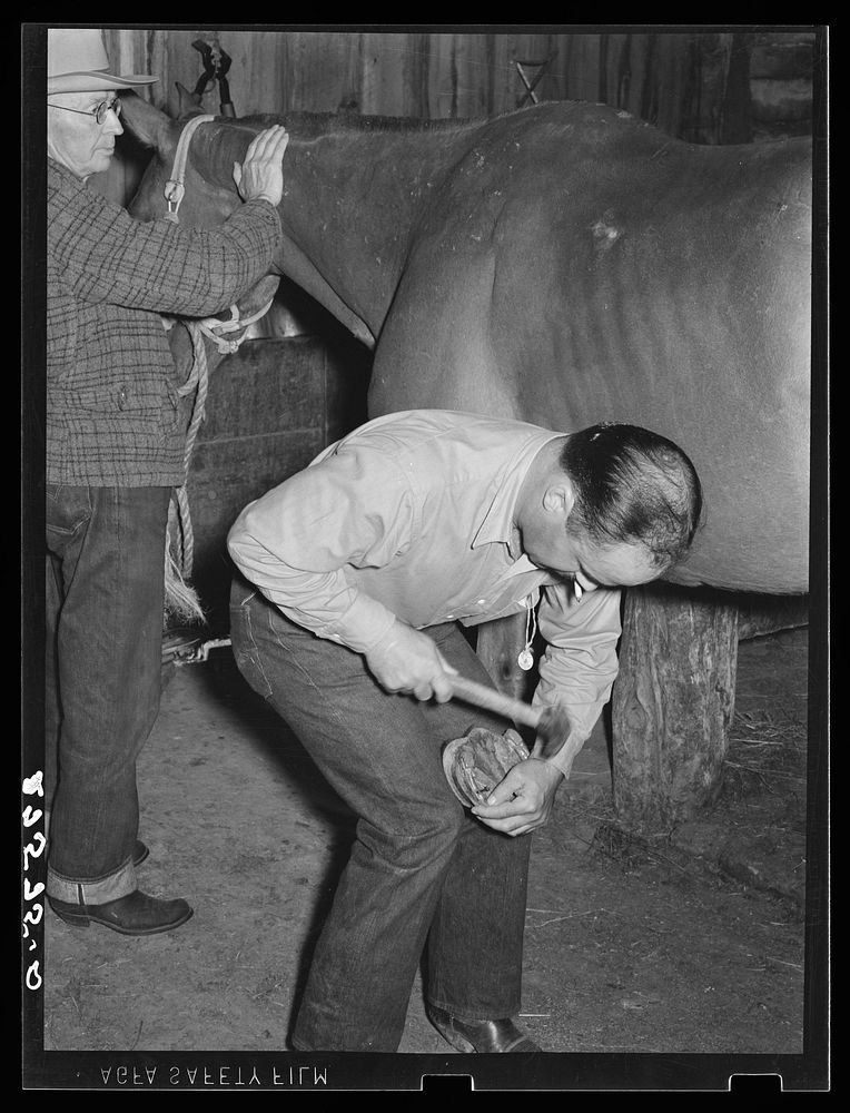 [Untitled photo, possibly related to: Shoeing a horse. Quarter Circle 'U' Ranch, Montana]. Sourced from the Library of…