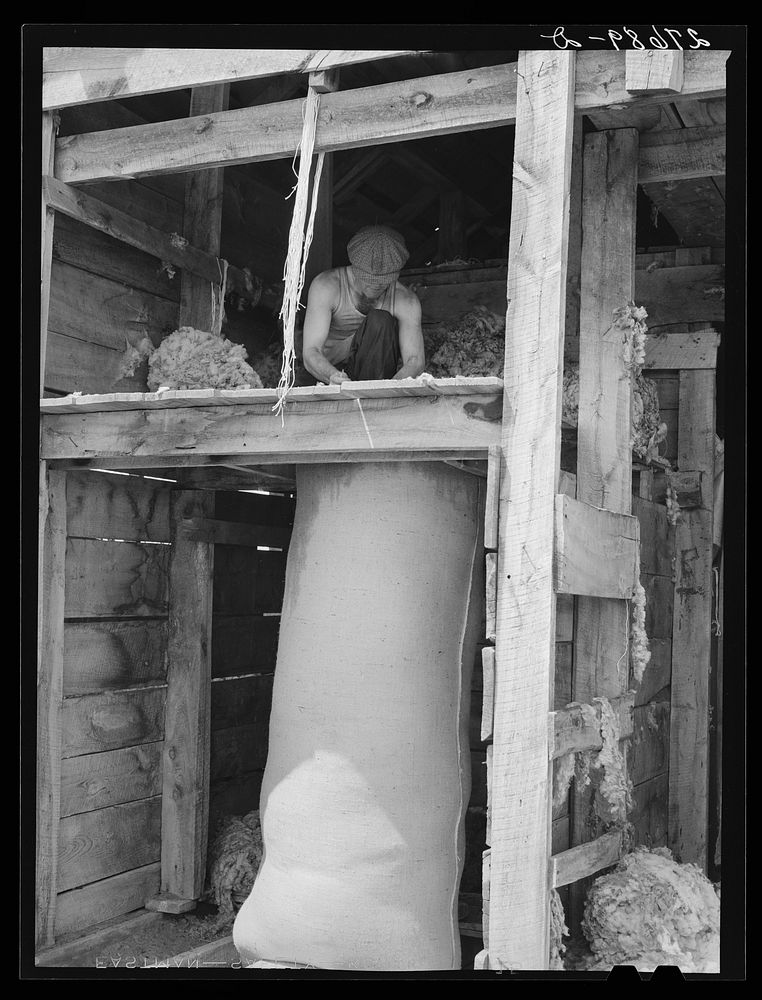 [Untitled photo, possibly related to: Stuffing bag of wool. Rosebud County, Montana. Sheep shearing pen]. Sourced from the…